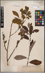 Foto von Salix caprea L. x Salix cinerea L.